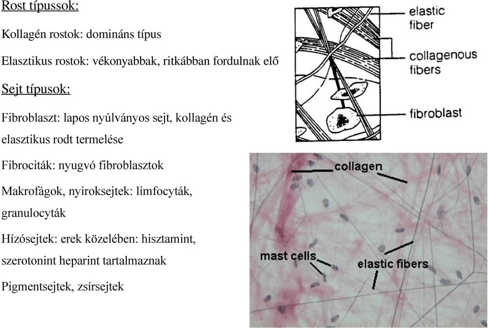 termelése Fibrociták: nyugvó fibroblasztok Makrofágok, nyiroksejtek: limfocyták, granulocyták