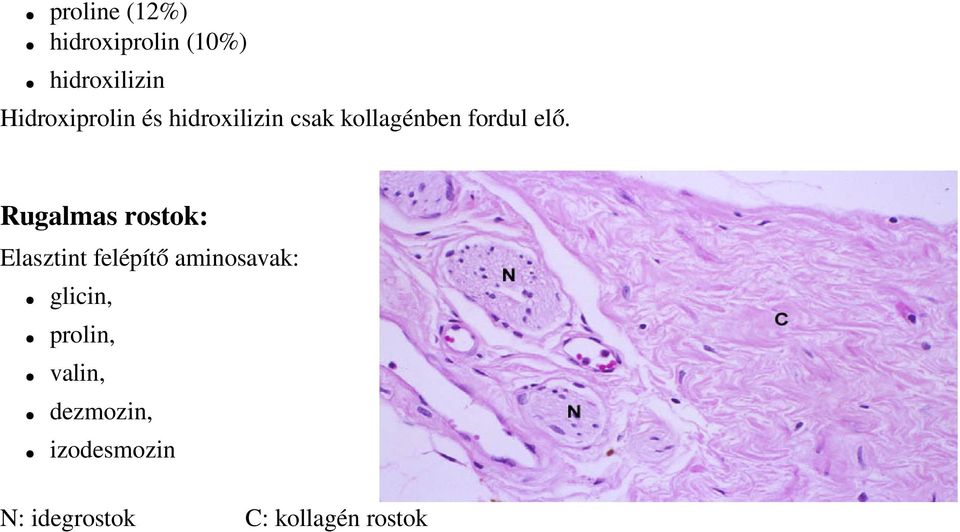 Rugalmas rostok: Elasztint felépítő aminosavak: glicin,