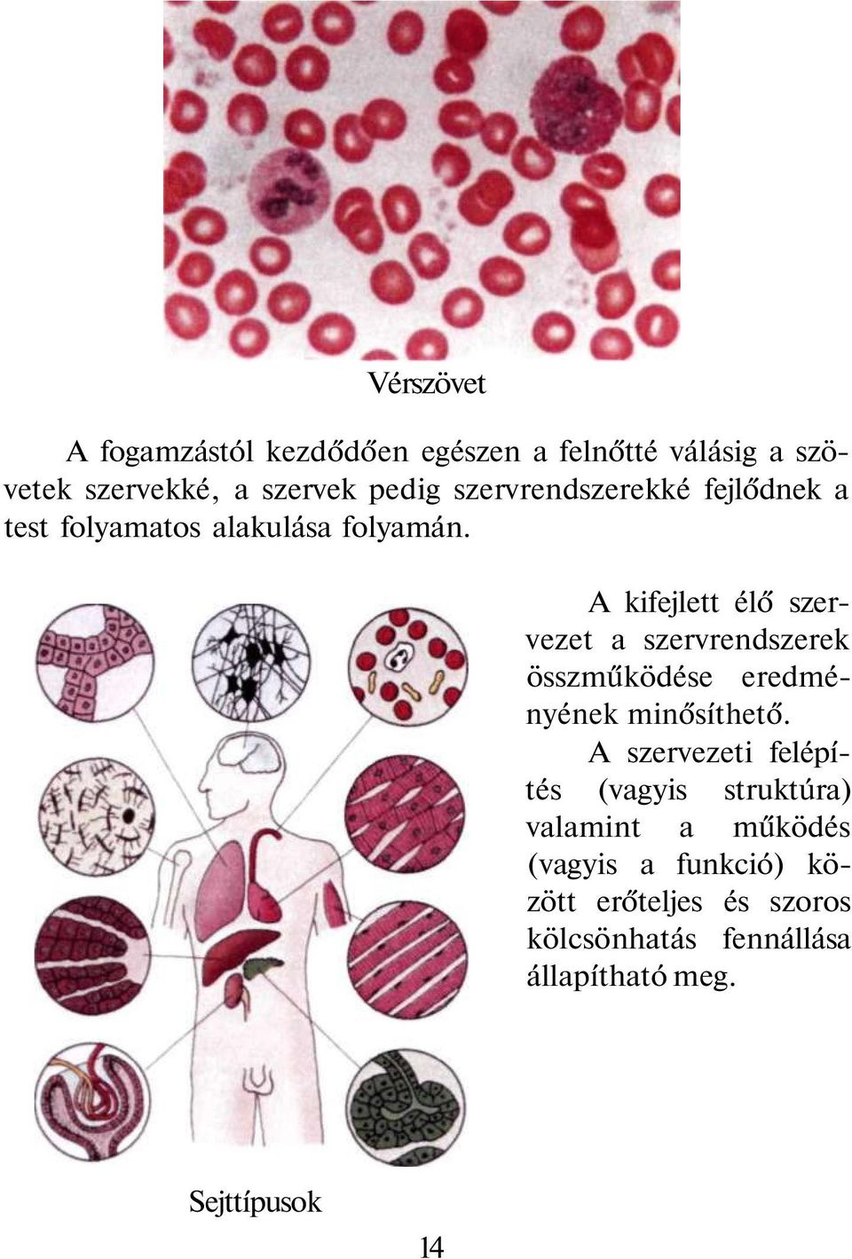 A kifejlett élő szervezet a szervrendszerek összműködése eredményének minősíthető.