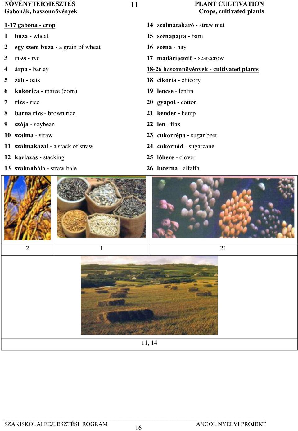 Crops, cultivated plants 14 szalmatakaró - straw mat 15 szénapajta - barn 16 széna - hay 17 madárijesztő - scarecrow 18-26 haszonnövények - cultivated plants 18 cikória -