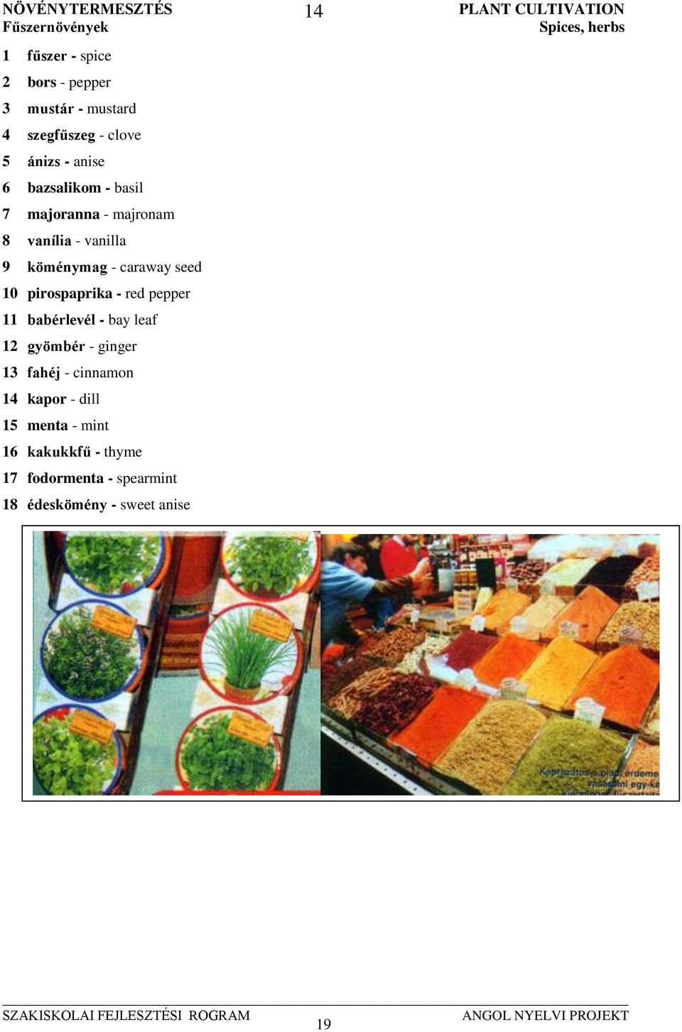 red pepper 11 babérlevél - bay leaf 12 gyömbér - ginger 13 fahéj - cinnamon 14 kapor - dill 15 menta - mint