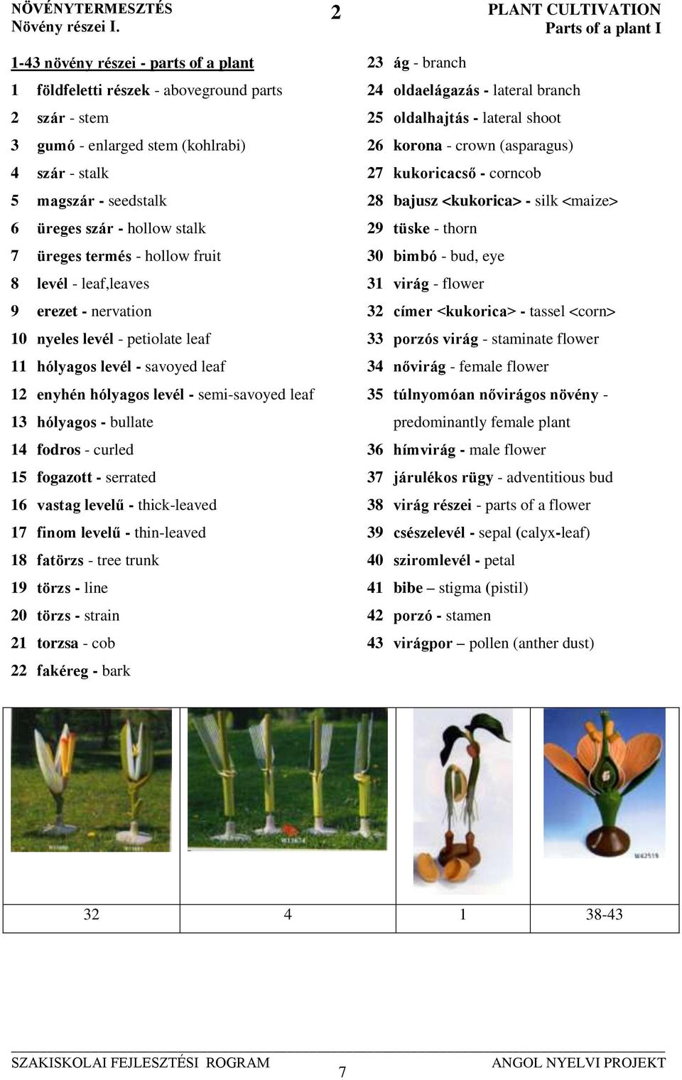 üreges termés - hollow fruit 8 levél - leaf,leaves 9 erezet - nervation 10 nyeles levél - petiolate leaf 11 hólyagos levél - savoyed leaf 12 enyhén hólyagos levél - semi-savoyed leaf 13 hólyagos -