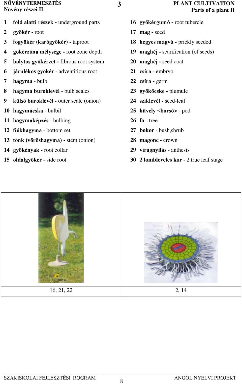 adventitious root 7 hagyma - bulb 8 hagyma buroklevél - bulb scales 9 külső buroklevél - outer scale (onion) 10 hagymácska - bulbil 11 hagymaképzés - bulbing 12 fiókhagyma - bottom set 13 tönk