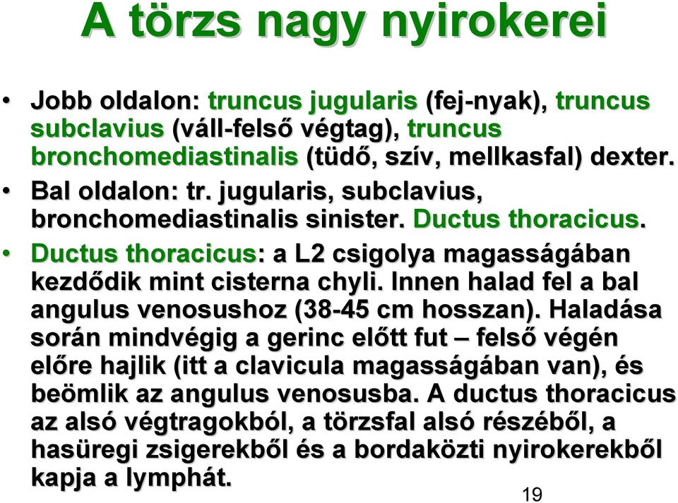 Ductus thoracicus: : a L2 csigolya magasságában kezdődik dik mint cisterna chyli. Innen halad fel a bal angulus venosushoz (38-45 cm hosszan).