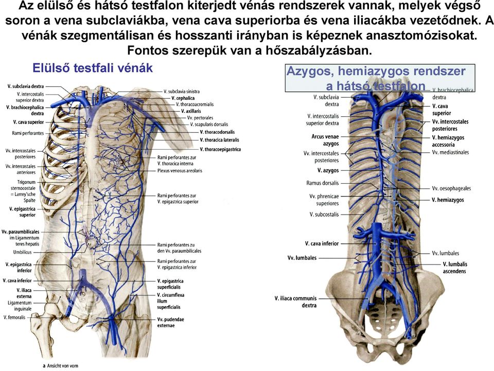 A vénák szegmentálisan és hosszanti irányban is képeznek anasztomózisokat.