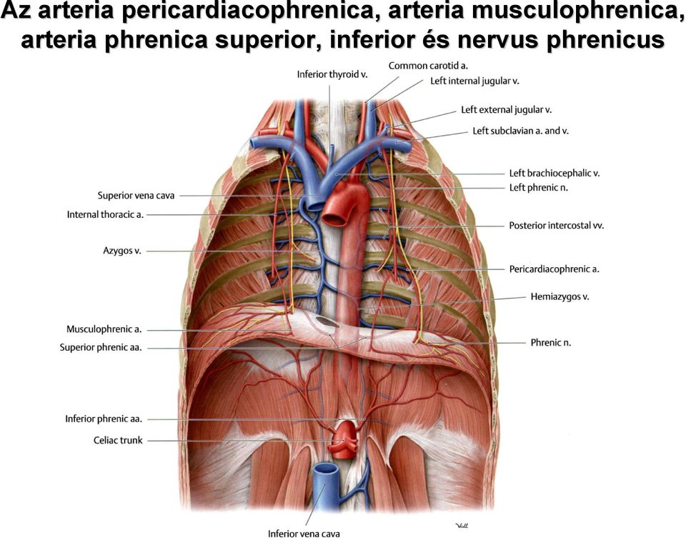 musculophrenica, arteria