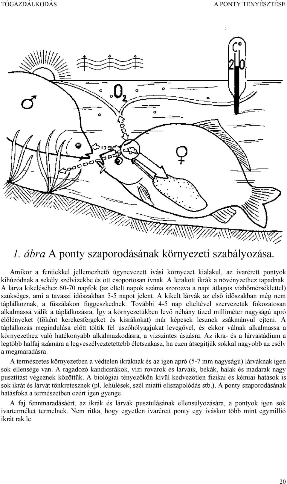 A lárva kikeléséhez 60-70 napfok (az eltelt napok száma szorozva a napi átlagos vízhőmérséklettel) szükséges, ami a tavaszi időszakban 3-5 napot jelent.