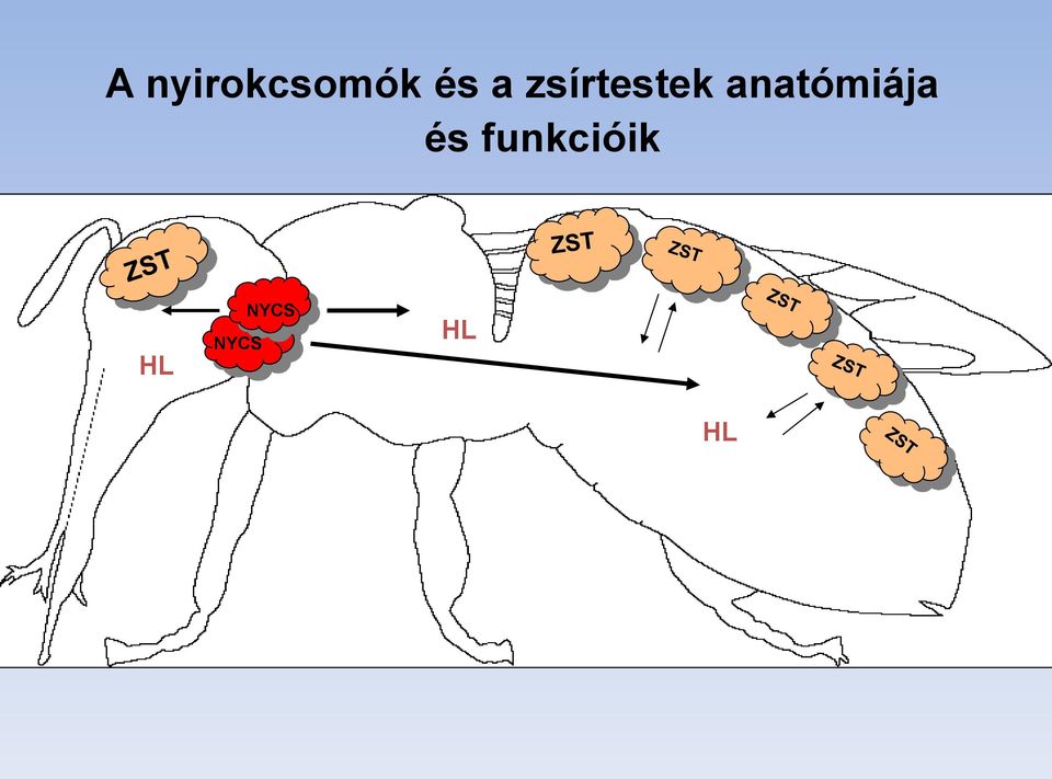 anatómiája és