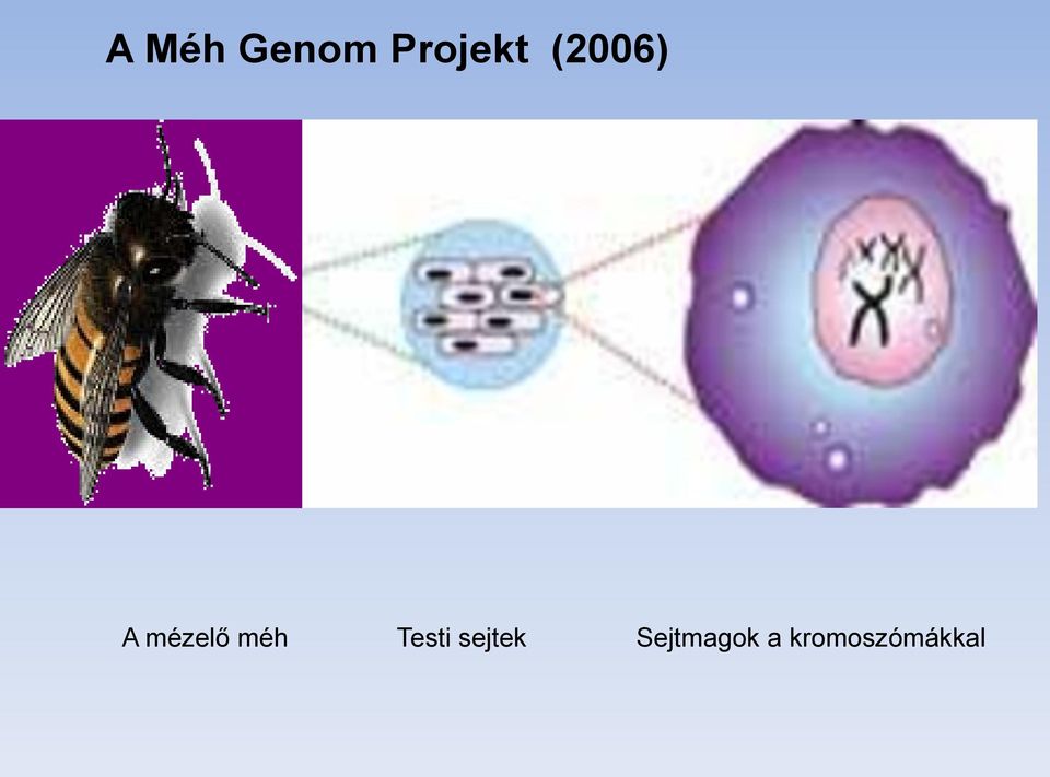 Testi sejtek