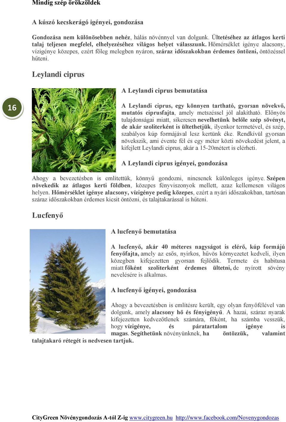 Leylandi ciprus A Leylandi ciprus bemutatása 16 A Leylandi ciprus, egy könnyen tartható, gyorsan növekvő, mutatós ciprusfajta, amely metszéssel jól alakítható.