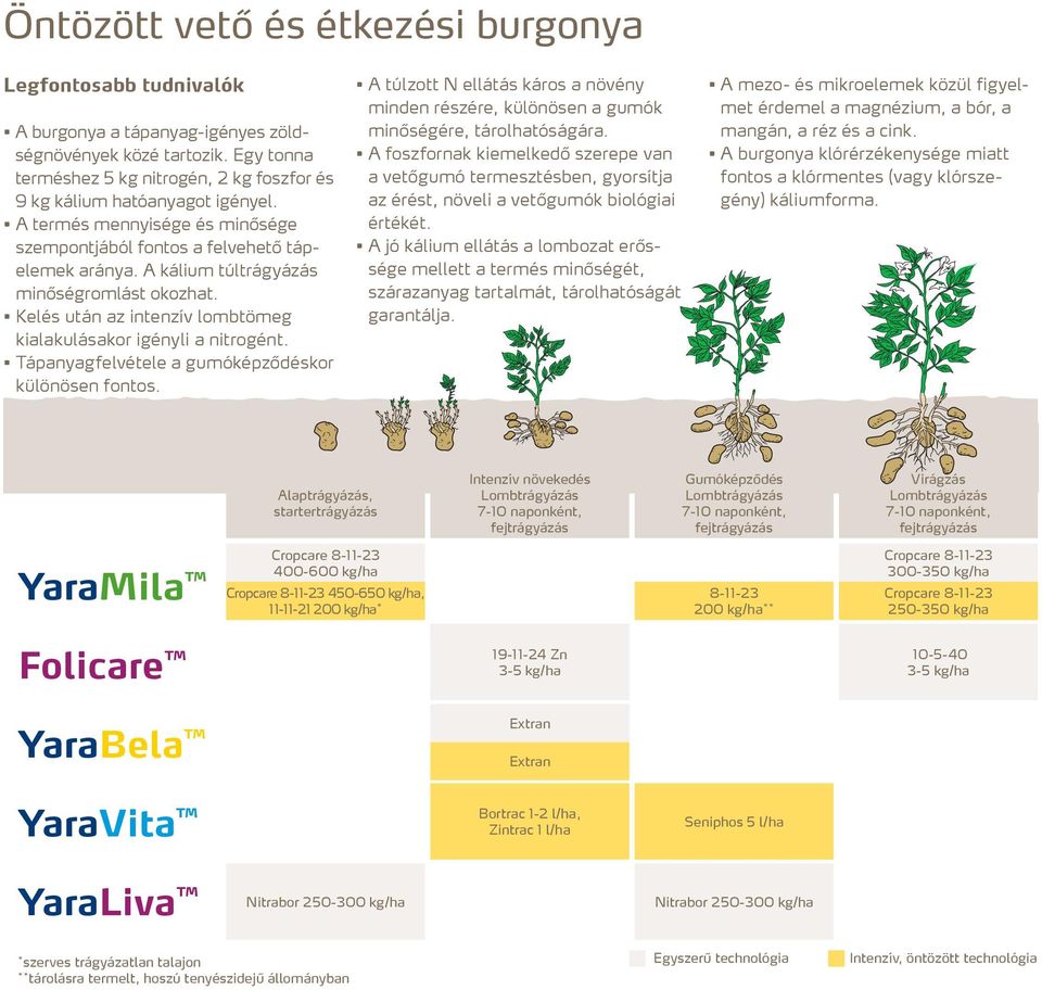 A kálium túltrágyázás minőségromlást okozhat. Kelés után az intenzív lombtömeg kialakulásakor igényli a nitrogént. Tápanyagfelvétele a gumóképződéskor különösen fontos.