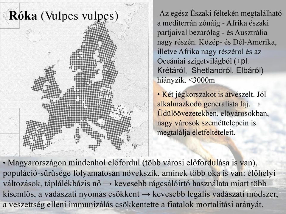 Jól alkalmazkodó generalista faj. Üdülőövezetekben, elővárosokban, nagy városok szeméttelepein is megtalálja életfeltételeit.