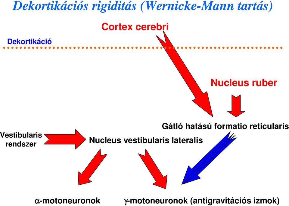 rendszer Nucleus vestibularis lateralis Gátló hatású