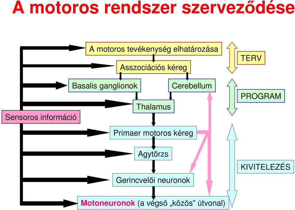 Thalamus Sensoros információ TERV PROGRAM Primaer motoros kéreg