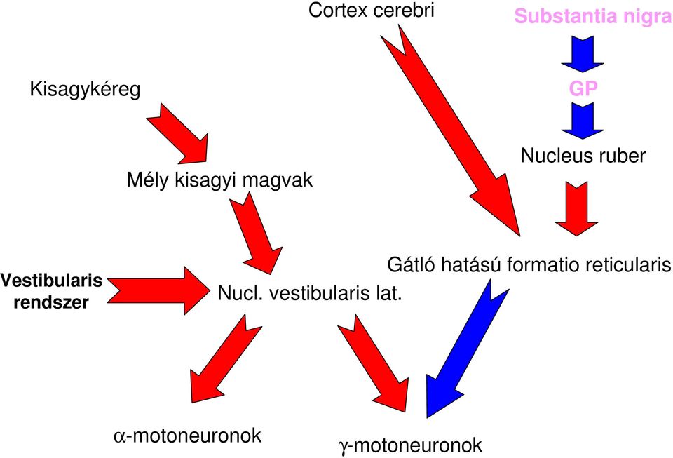 rendszer Gátló hatású formatio reticularis Nucl.