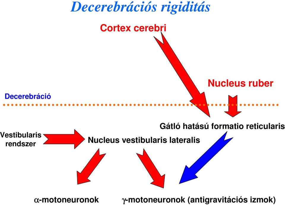 vestibularis lateralis Gátló hatású formatio