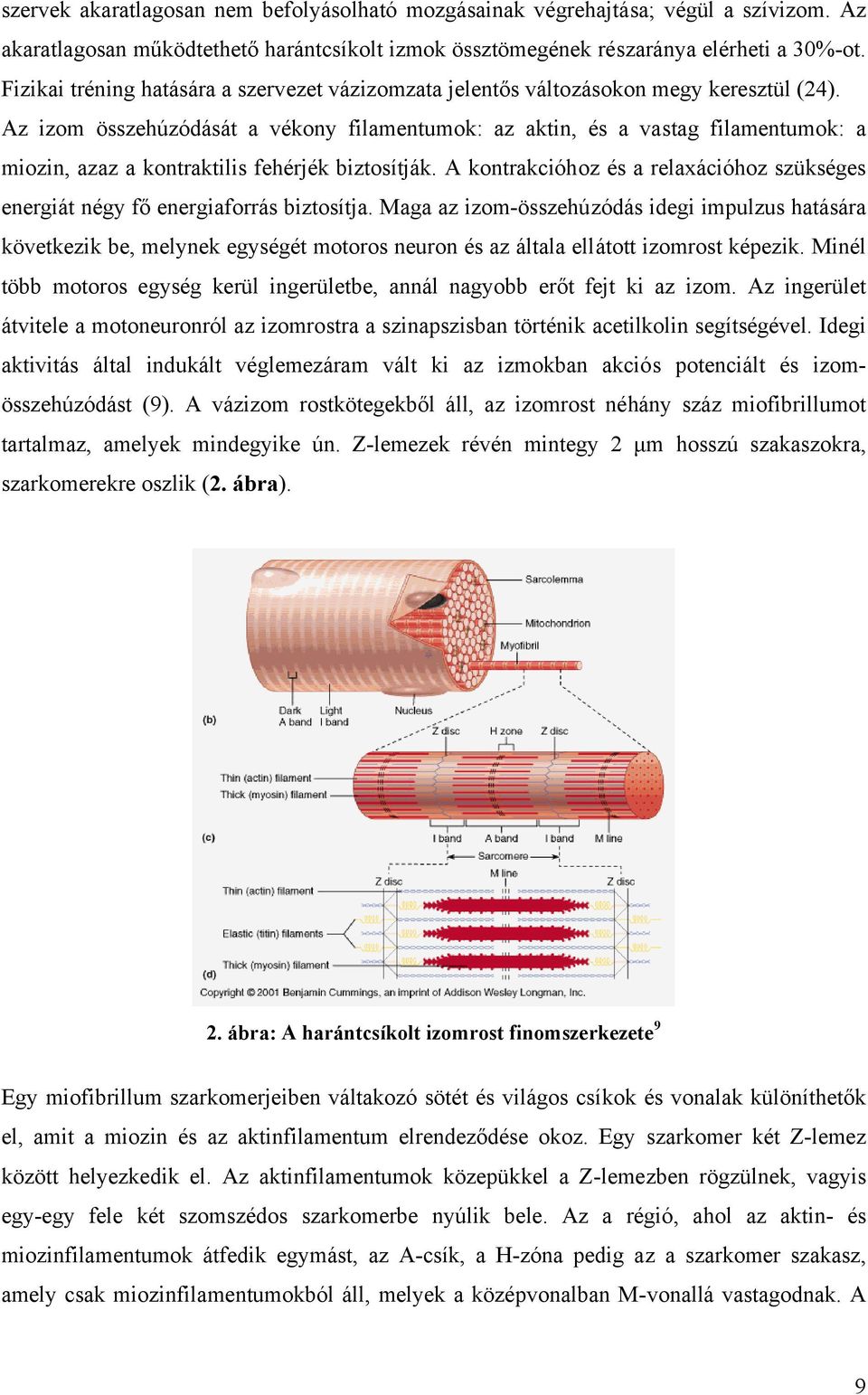 Az izom összehúzódását a vékony filamentumok: az aktin, és a vastag filamentumok: a miozin, azaz a kontraktilis fehérjék biztosítják.