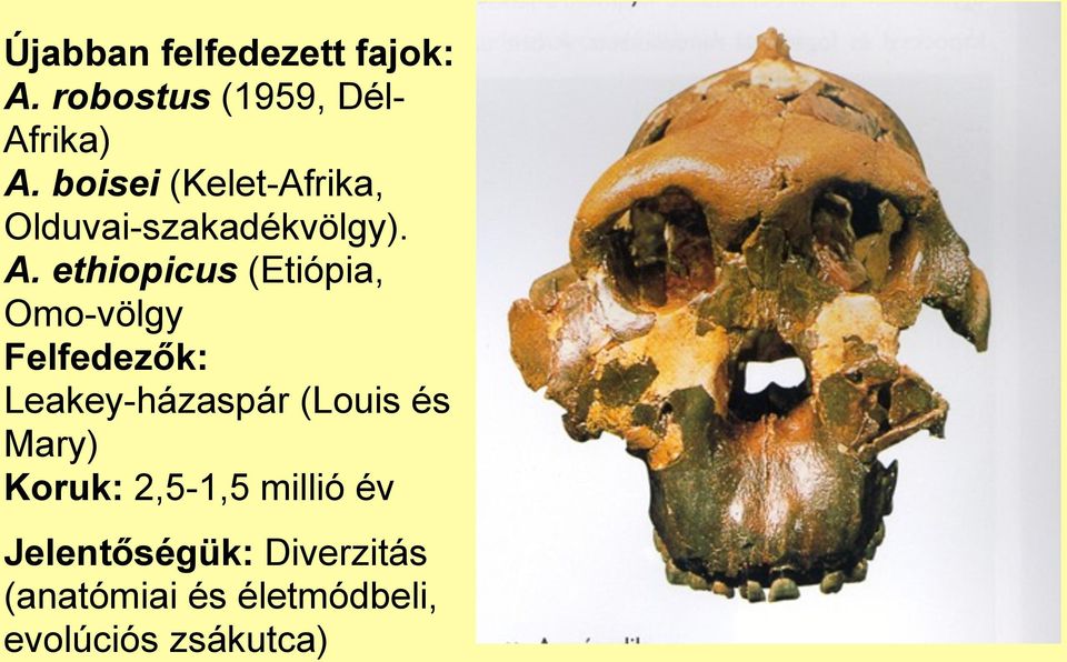 ethiopicus (Etiópia, Omo-völgy Felfedezők: Leakey-házaspár (Louis és