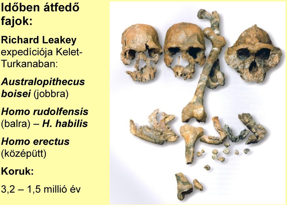 Australopithecus boisei (jobbra) Homo