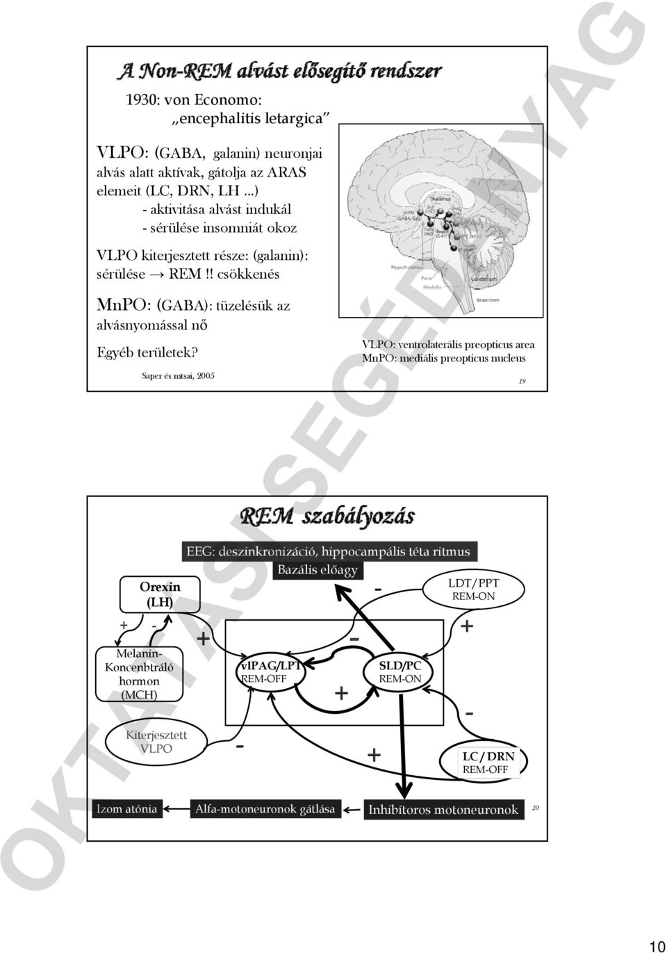 + - Saper és mtsai, 25 Orexin (LH) Melanin- Koncenbtráló hormon (MCH) VLPO: ventrolaterális preopticus area MnPO: mediális preopticus nucleus EEG: deszinkronizáció,