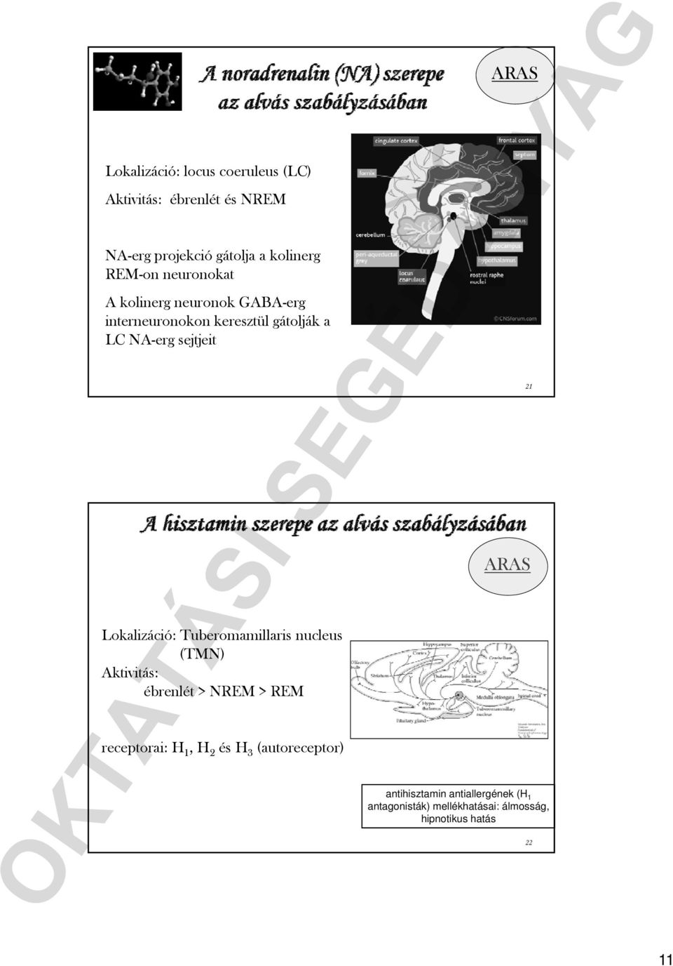 Lokalizáció: Tuberomamillaris nucleus (TMN) Aktivitás: ébrenlét > NREM > REM receptorai: H 1, H 2 és H 3