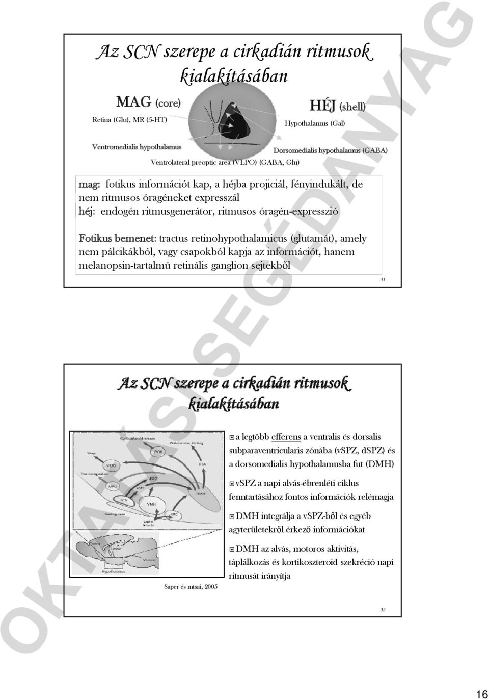 bemenet: tractus retinohypothalamicus (glutamát), amely nem pálcikákból, vagy csapokból kapja az információt, hanem melanopsin-tartalmú retinális ganglion sejtekből Saper és mtsai, 25 a legtöbb