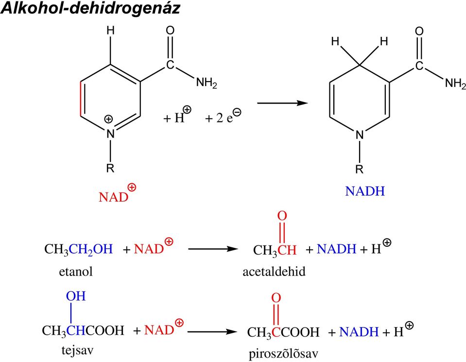 etanol CH 3 CH + NADH + H acetaldehid O CH 3