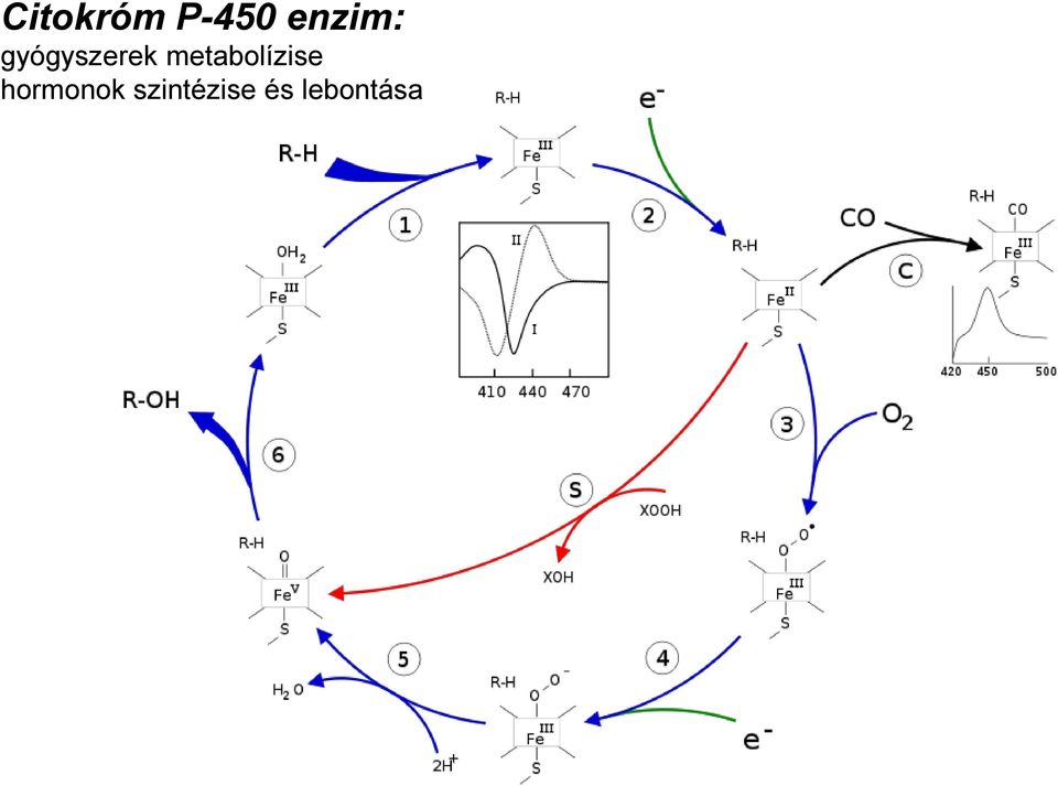 metabolízise