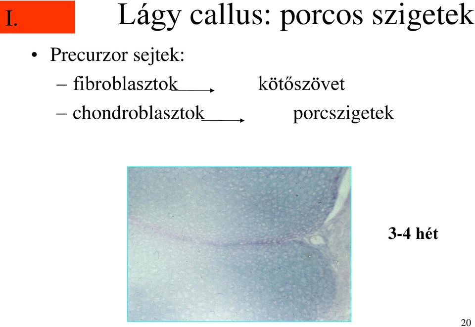 fibroblasztok kötőszövet