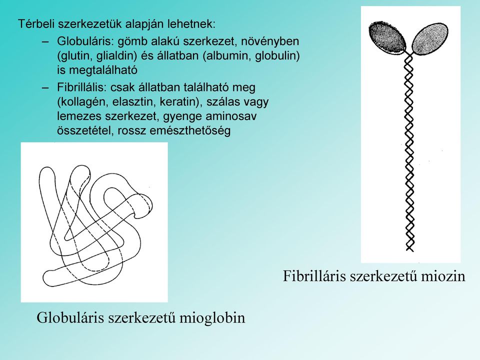 található meg (kollagén, elasztin, keratin), szálas vagy lemezes szerkezet, gyenge