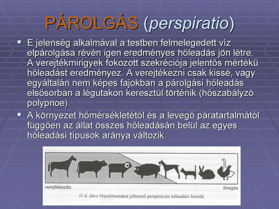 A verejtékezni csak kissé, vagy egyáltalán nem képes fajokban a párolgási hőleadás elsősorban a légutakon keresztül