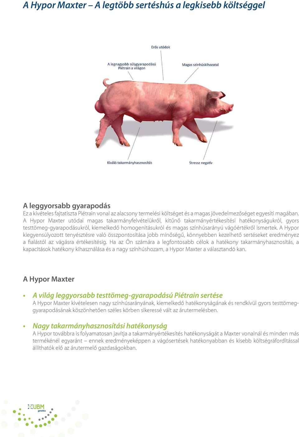 A Hypor Maxter utódai magas takarmányfelvételükről, kitűnő takarmányértékesítési hatékonyságukról, gyors testtömeg-gyarapodásukról, kiemelkedő homogenitásukról és magas színhúsarányú vágóértékről