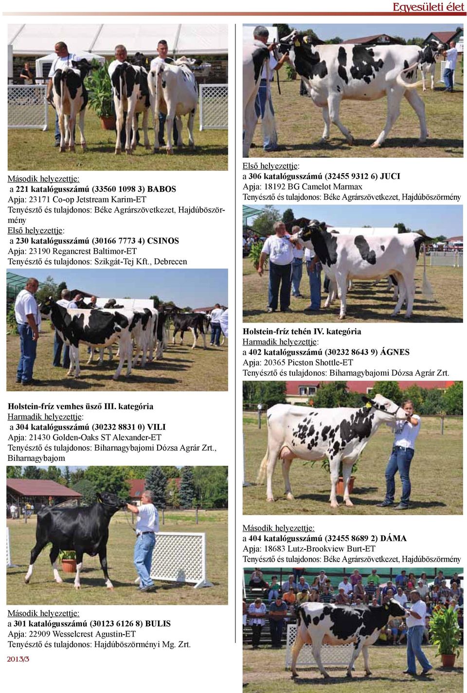 , Debrecen Első helyezettje: a 306 katalógusszámú (32455 9312 6) JUCI Apja: 18192 BG Camelot Marmax Tenyésztő és tulajdonos: Béke Agrárszövetkezet, Hajdúböszörmény Holstein-fríz tehén IV.