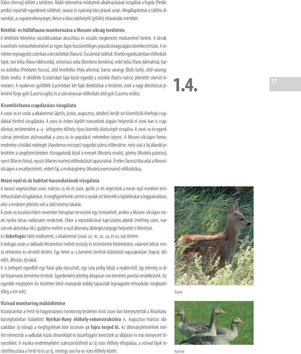 Kétéltű- és hüllőfauna monitorozása a Mosoni-síkság területén A kétéltűek felmérése nászidőszakban akusztikus és vizuális megkeresés módszerével történt.
