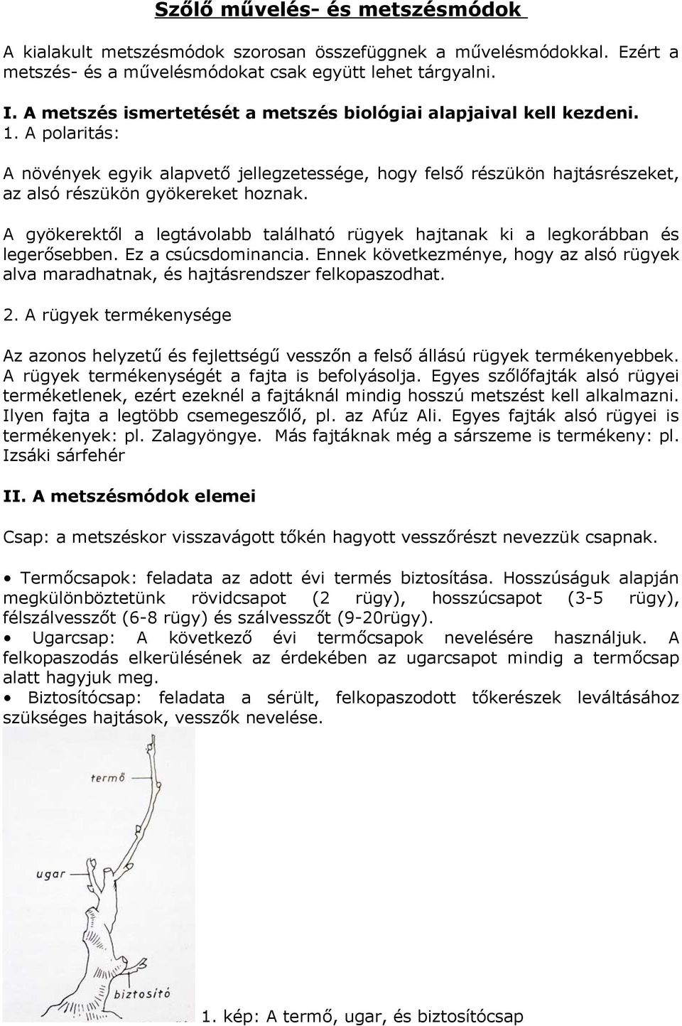 A gyökerektől a legtávolabb található rügyek hajtanak ki a legkorábban és legerősebben. Ez a csúcsdominancia.