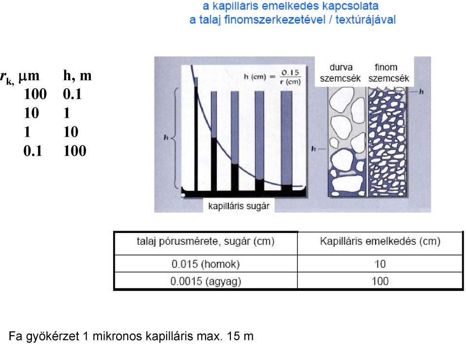 1 100 Fa gyökérzet 1