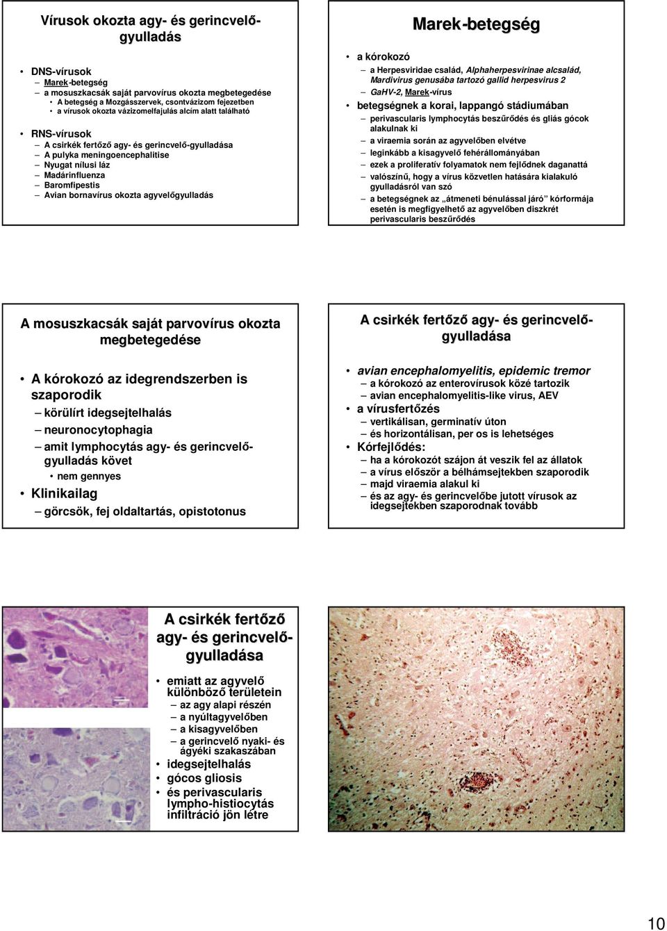 Marek-betegs betegség a kórokozó a Herpesviridae család, Alphaherpesvirinae alcsalád, Mardivirus genusába tartozó gallid herpesvirus 2 GaHV-2, Marek-vírus betegségnek a korai, lappangó stádiumában