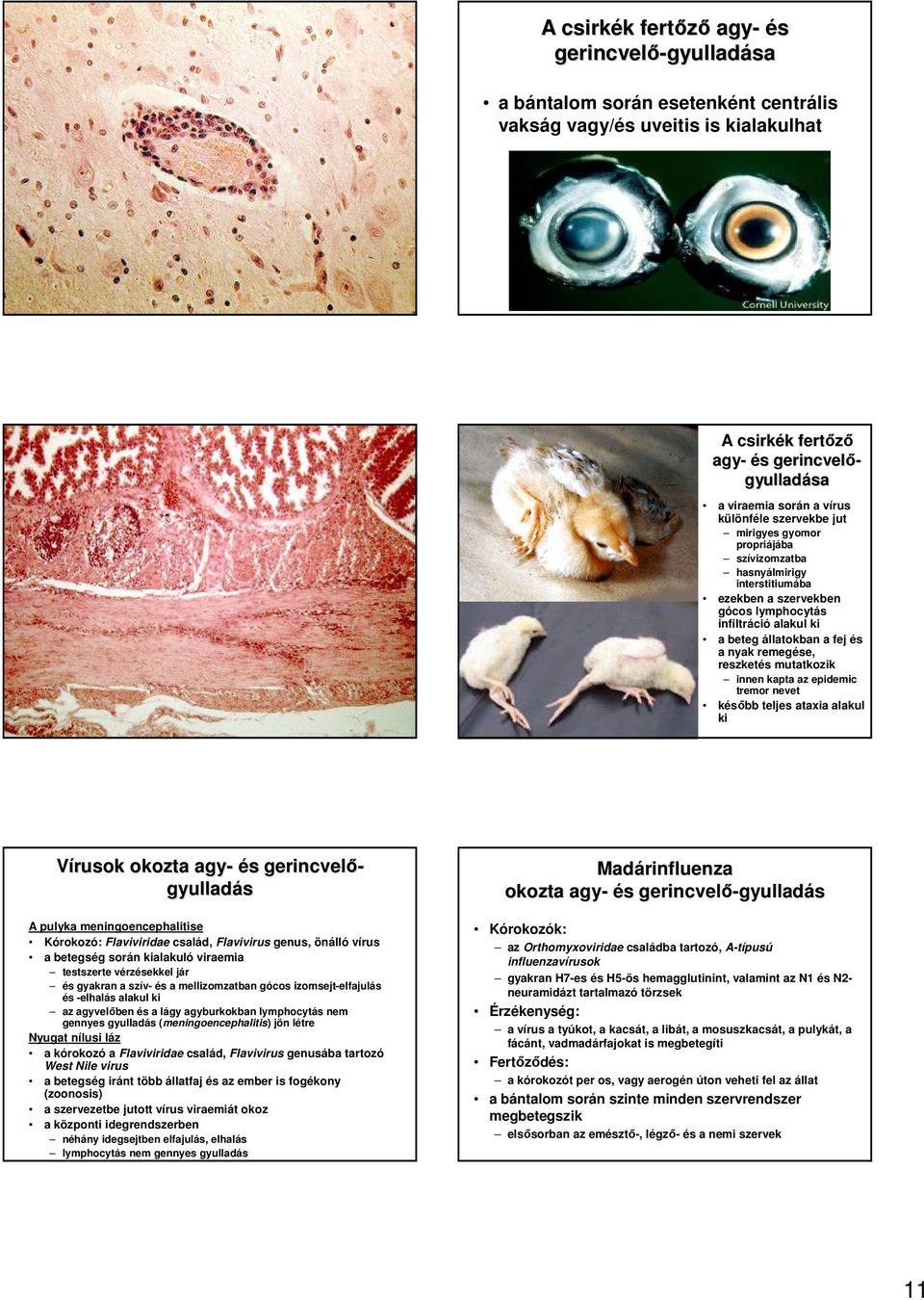 remegése, reszketés mutatkozik innen kapta az epidemic tremor nevet késıbb teljes ataxia alakul ki Vírusok okozta agy- és s gerincvelı- A pulyka meningoencephalitise Kórokozó: Flaviviridae család,