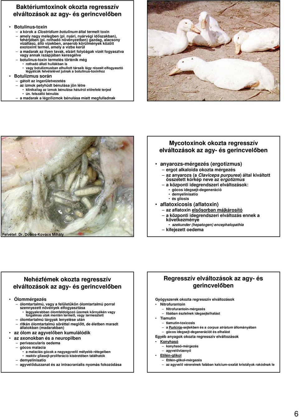 rothadó növényzetben) gazdag, alacsony vízállású, álló vizekben, anaerob körülmények között exotoxint termel, amely a vízbe kerül a madarak az ilyen tavak, elzárt folyóágak vizét fogyasztva vagy