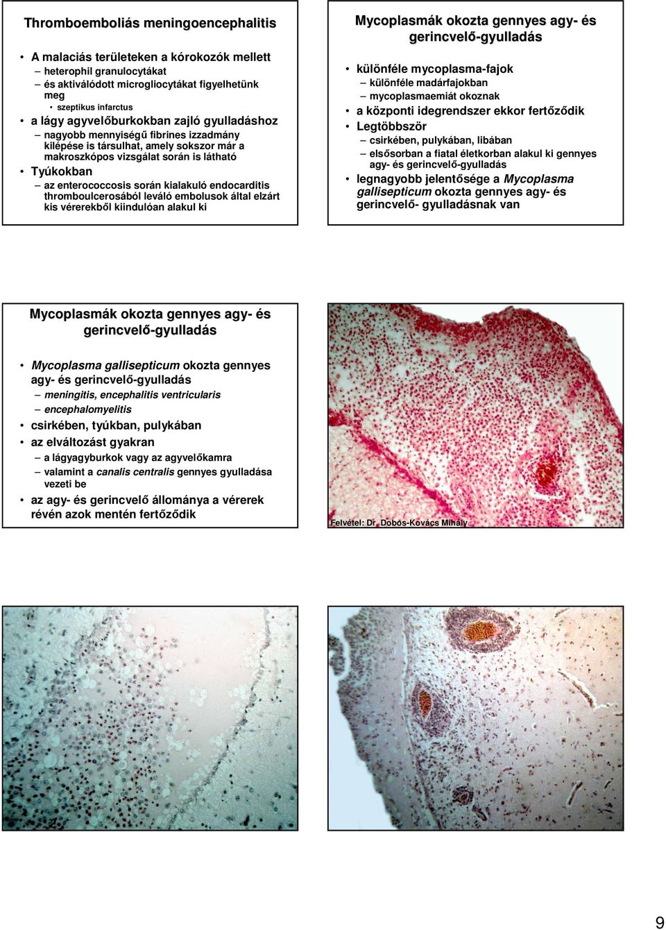 thromboulcerosából leváló embolusok által elzárt kis vérerekbıl kiindulóan alakul ki Mycoplasmák k okozta gennyes agy- és gerincvelı-gyullad különféle mycoplasma-fajok különféle madárfajokban