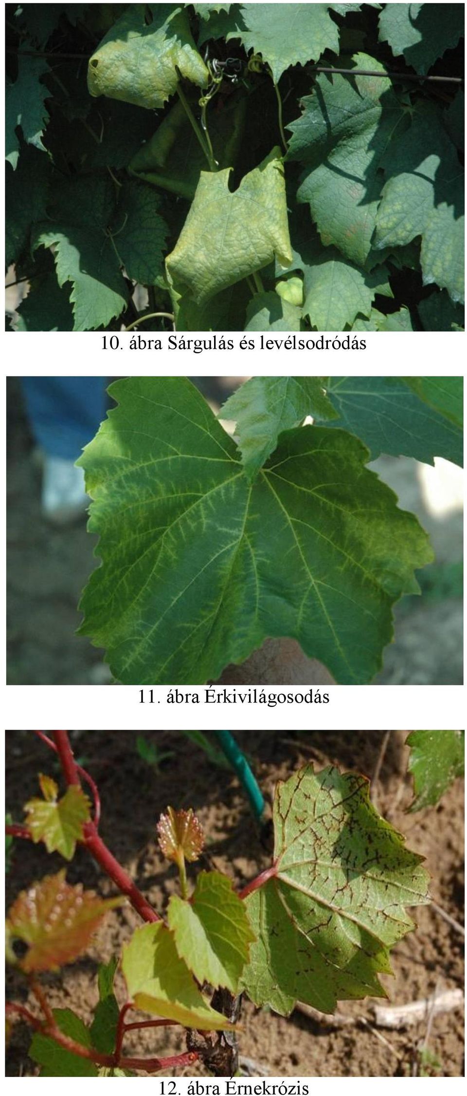 ábra
