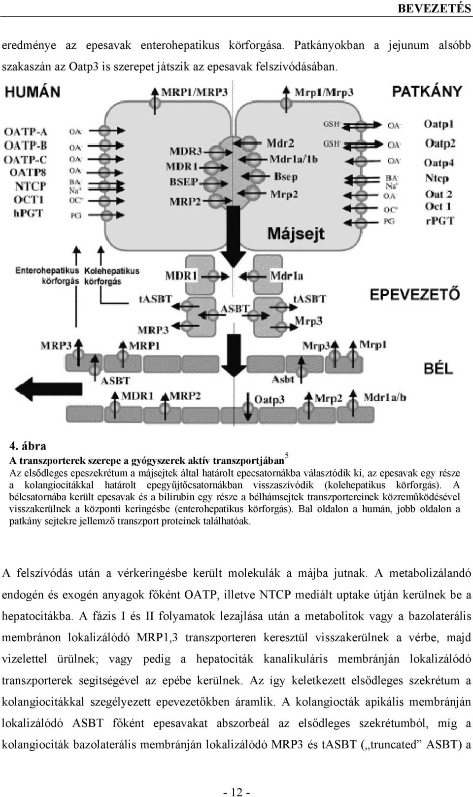 határolt epegyűjtőcsatornákban visszaszívódik (kolehepatikus körforgás).