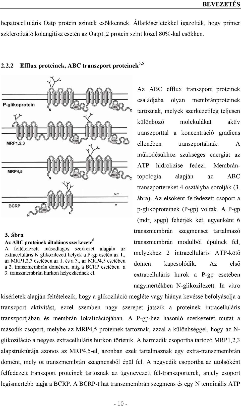 2.2 Efflux proteinek, ABC transzport proteinek 5,6 Az ABC efflux transzport proteinek családjába olyan membránproteinek tartoznak, melyek szerkezetileg teljesen különböző molekulákat aktív