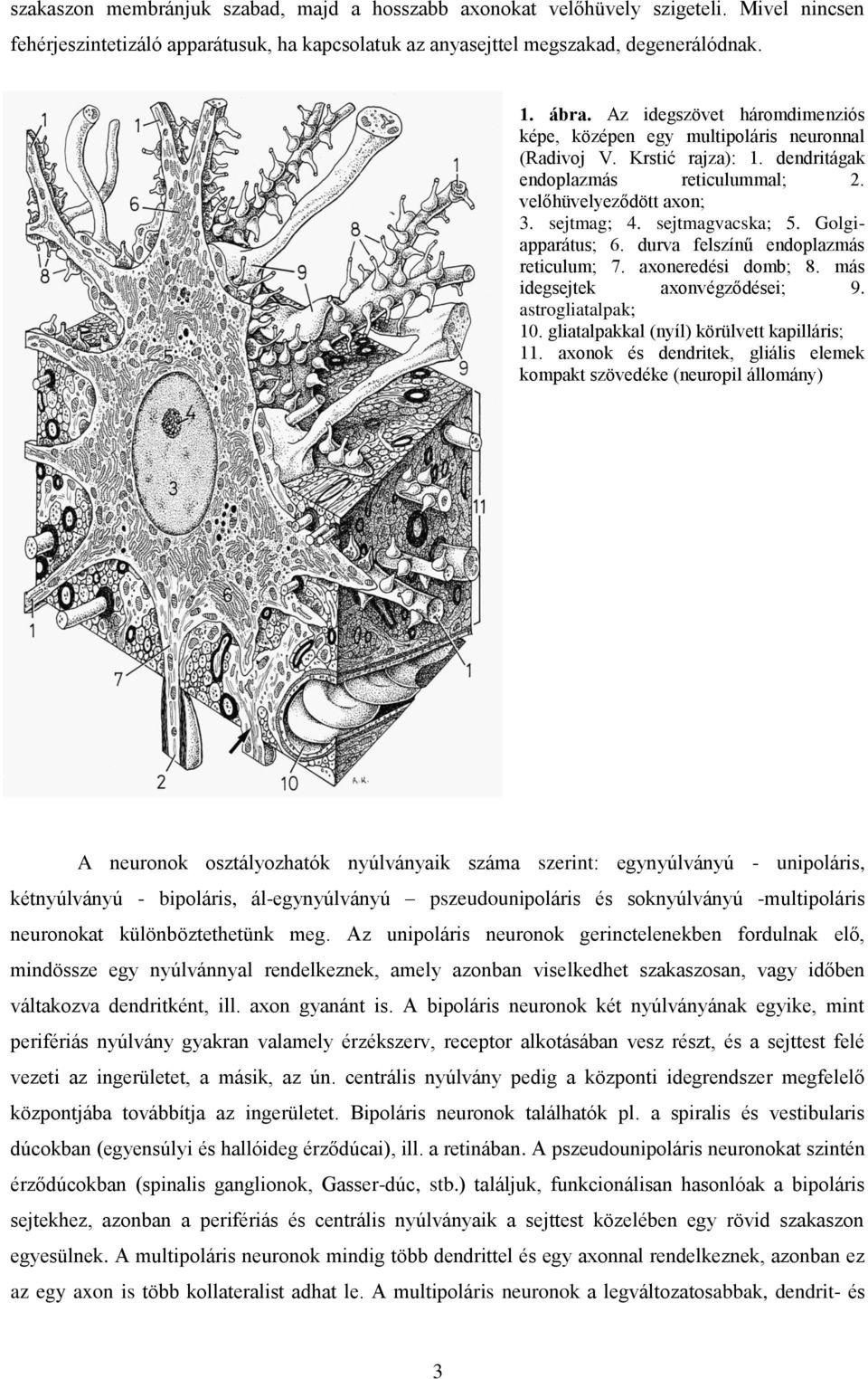 Golgiapparátus; 6. durva felszínű endoplazmás reticulum; 7. axoneredési domb; 8. más idegsejtek axonvégződései; 9. astrogliatalpak; 10. gliatalpakkal (nyíl) körülvett kapilláris; 11.