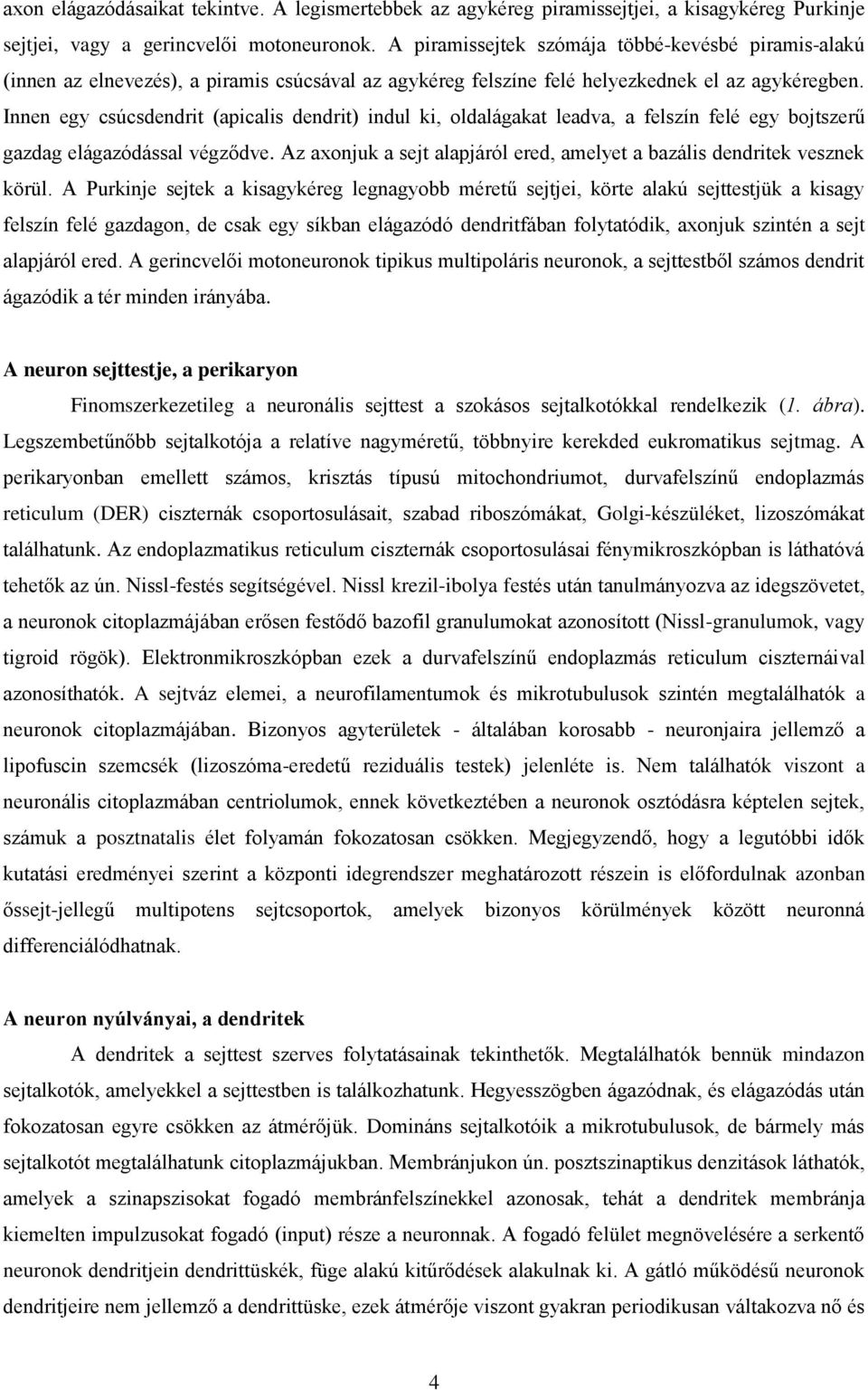 Innen egy csúcsdendrit (apicalis dendrit) indul ki, oldalágakat leadva, a felszín felé egy bojtszerű gazdag elágazódással végződve.