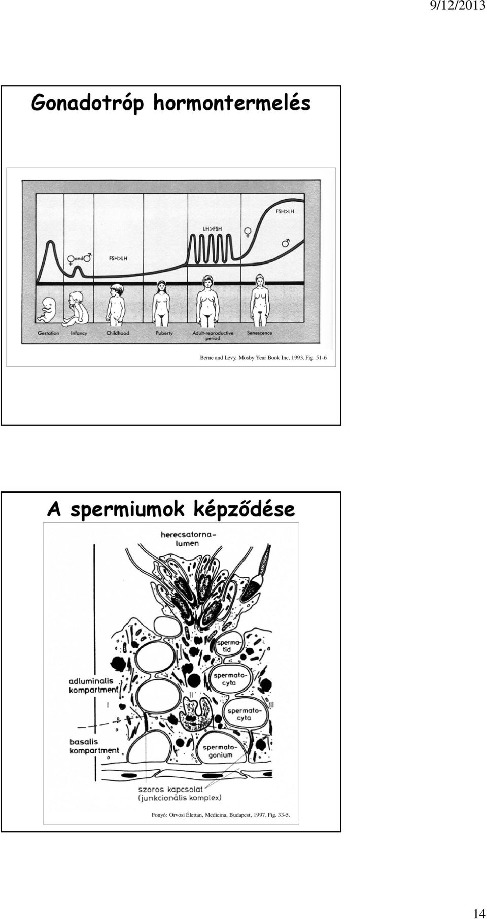 51-6 A spermiumok képződése Fonyó: Orvosi Élettan,