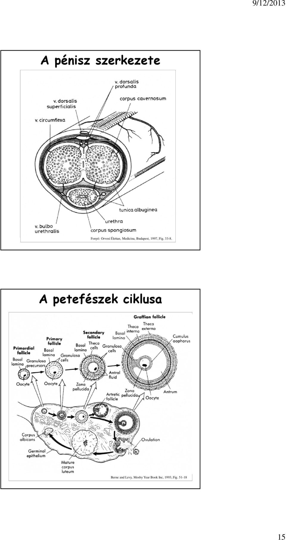 33-8. A petefészek ciklusa Berne and