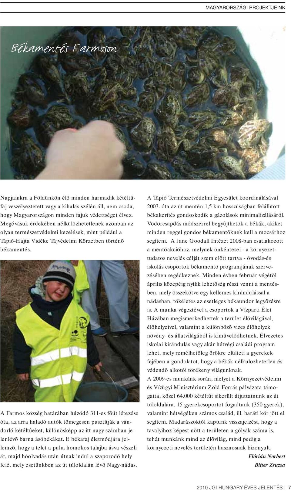 A Farmos község határában húzódó 311-es fõút létezése óta, az arra haladó autók tömegesen pusztítják a vándorló kétéltûeket, különösképp az itt nagy számban jelenlévõ barna ásóbékákat.