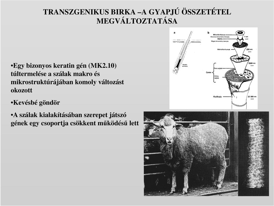 10) túltermelése a szálak makro és mikrostruktúrájában komoly
