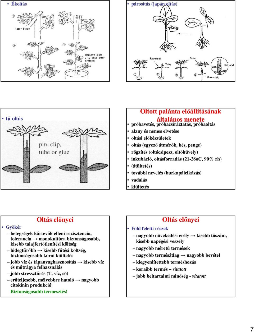 Intenzív zöldségtermesztési technológiák - PDF Ingyenes letöltés